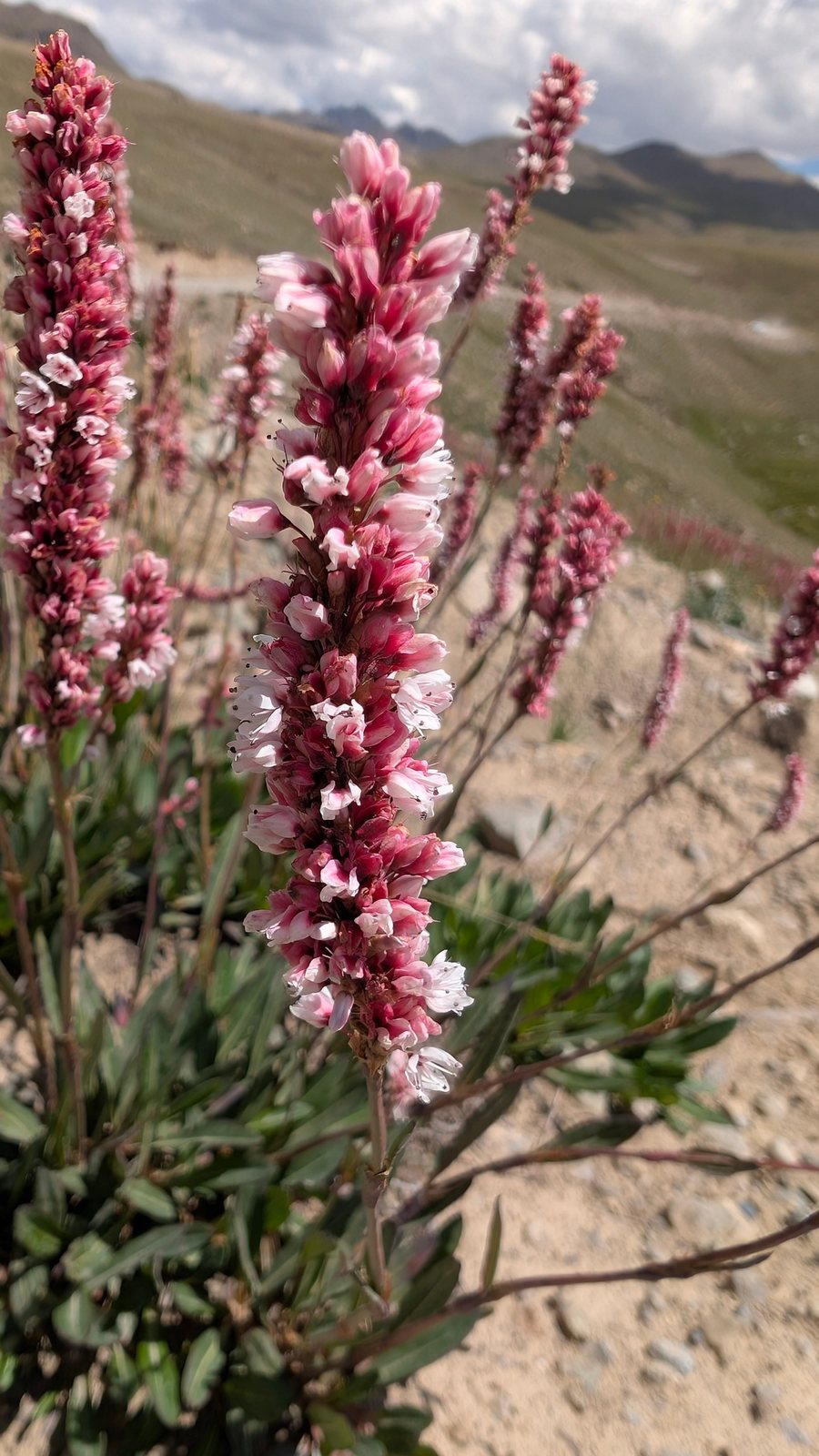 Himalayan fleeceflower