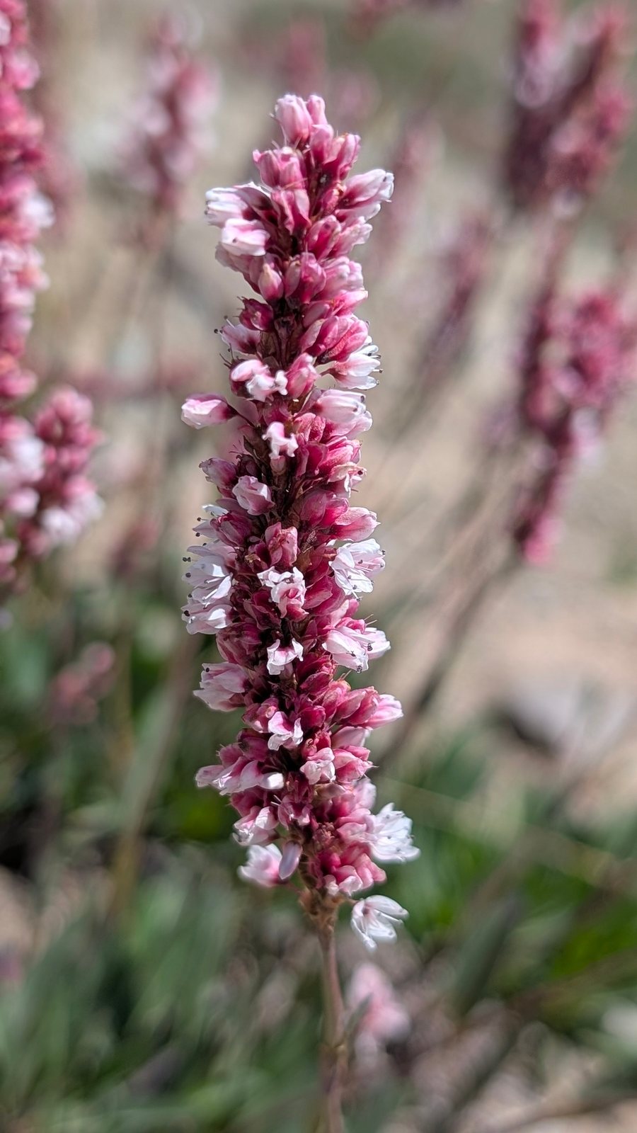 Himalayan fleeceflower
