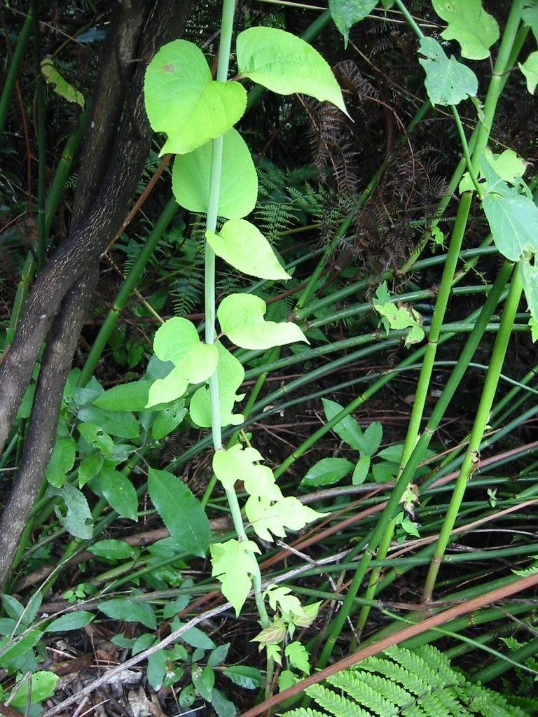 Himalayan honeysuckle