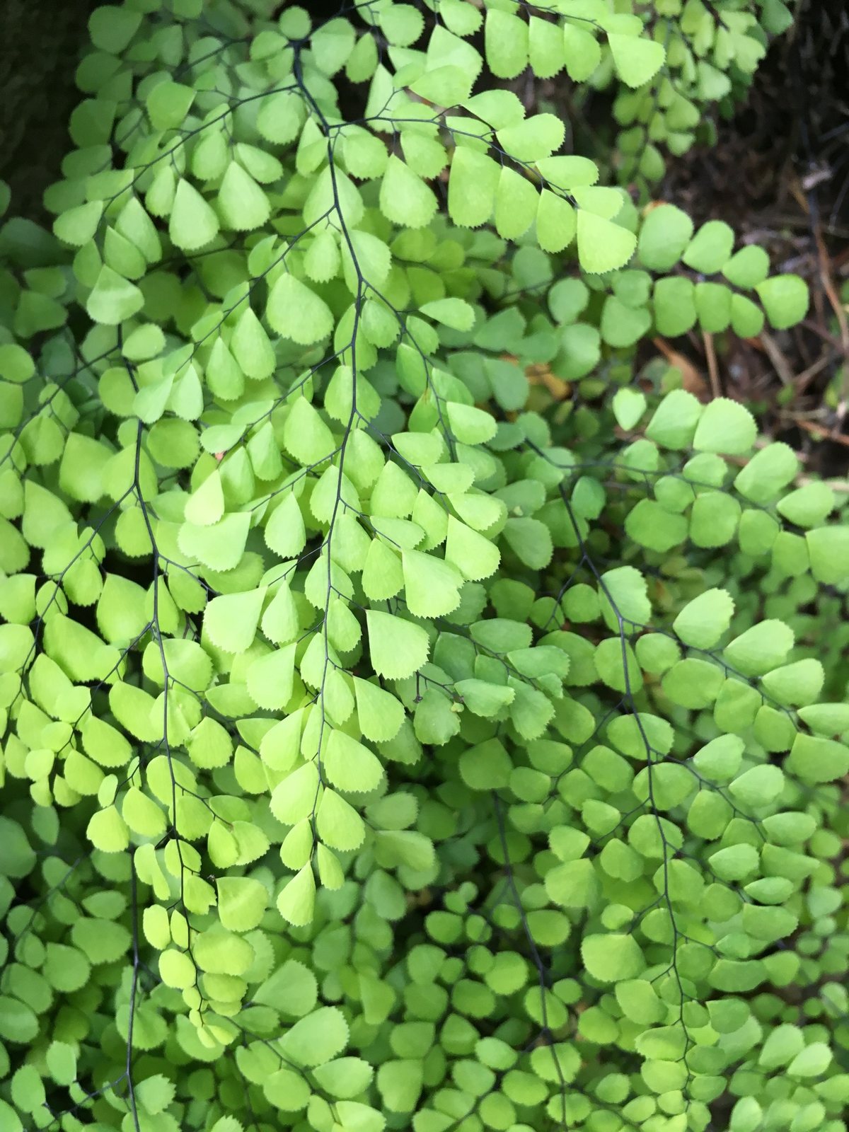 Himalayan maidenhair fern