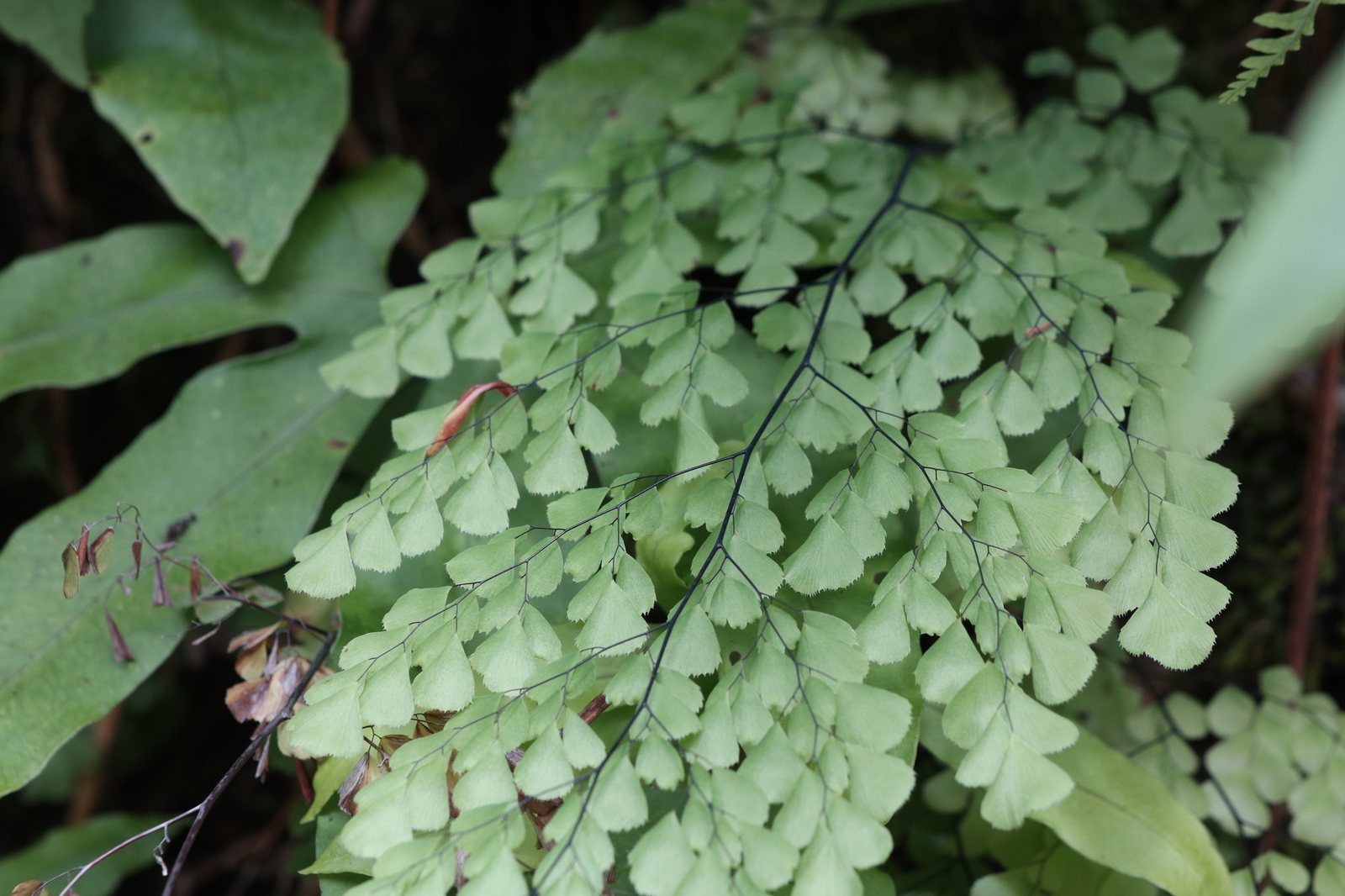 Himalayan maidenhair fern