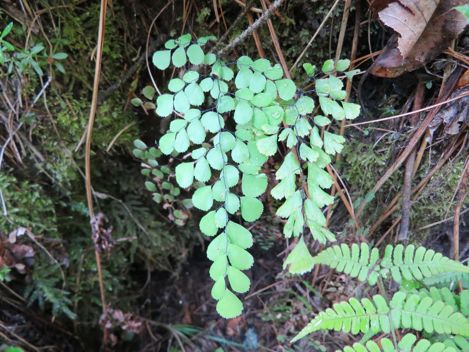 Himalayan maidenhair fern