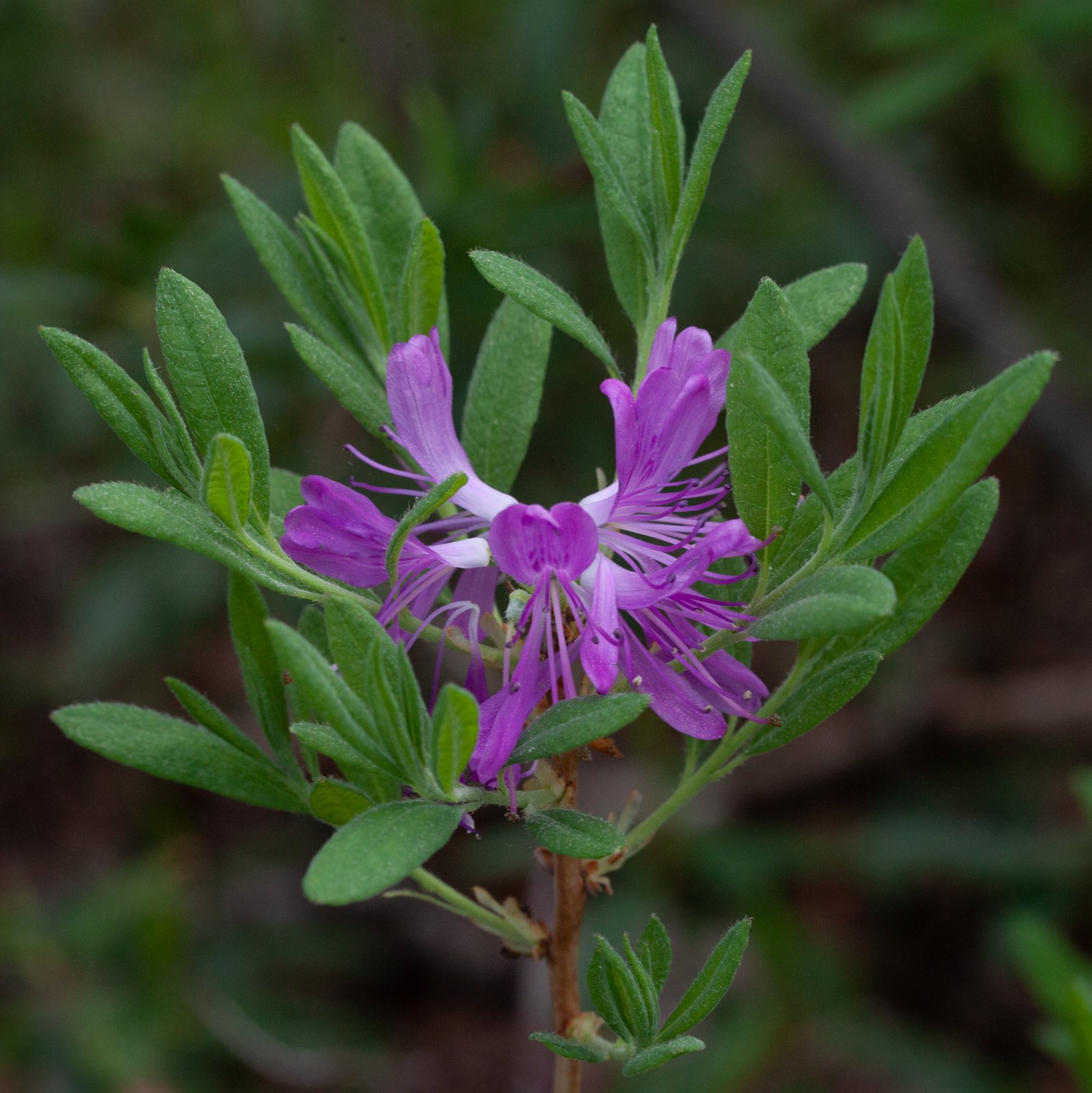 Hino Crimson azalea