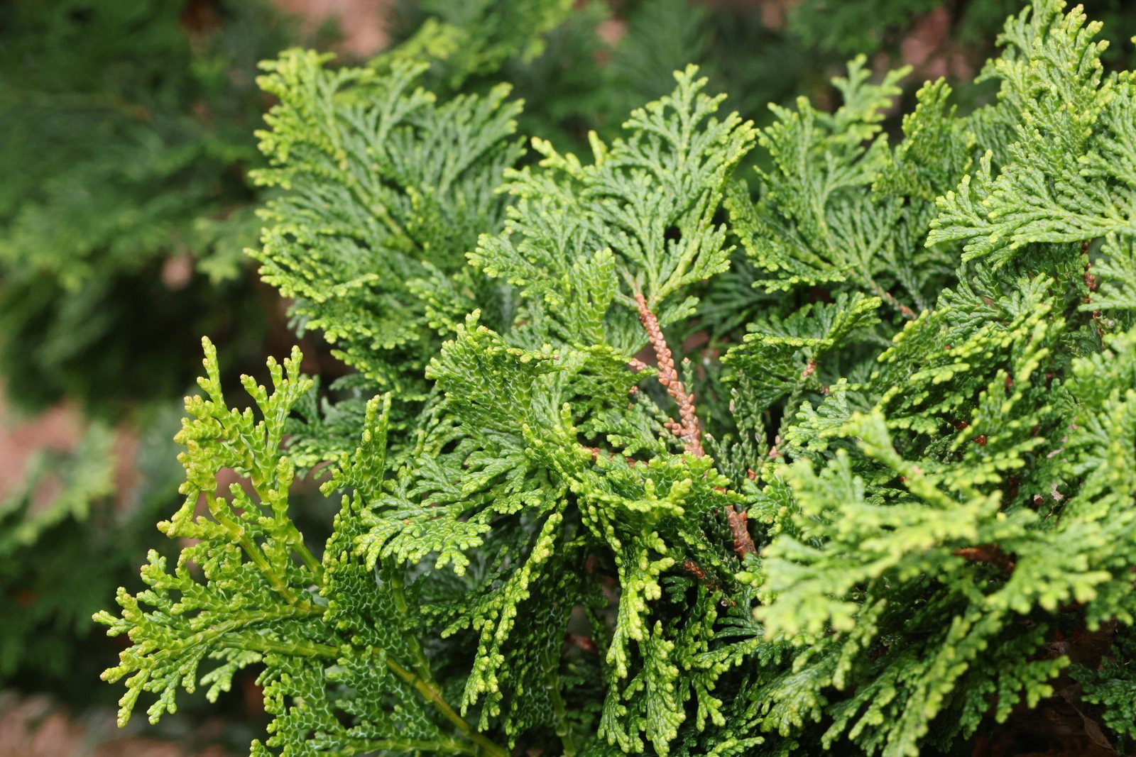 Hinoki cypress 'Gracilis'