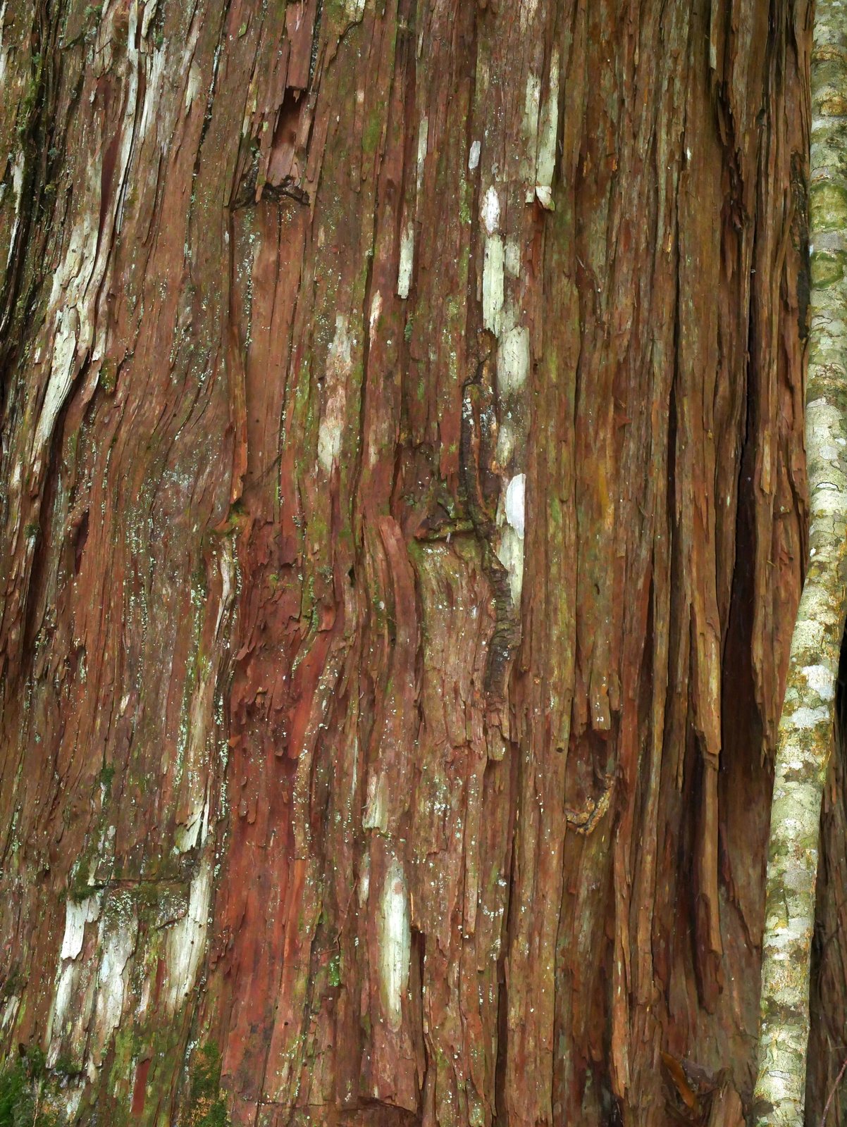Hinoki cypress 'Gracilis'
