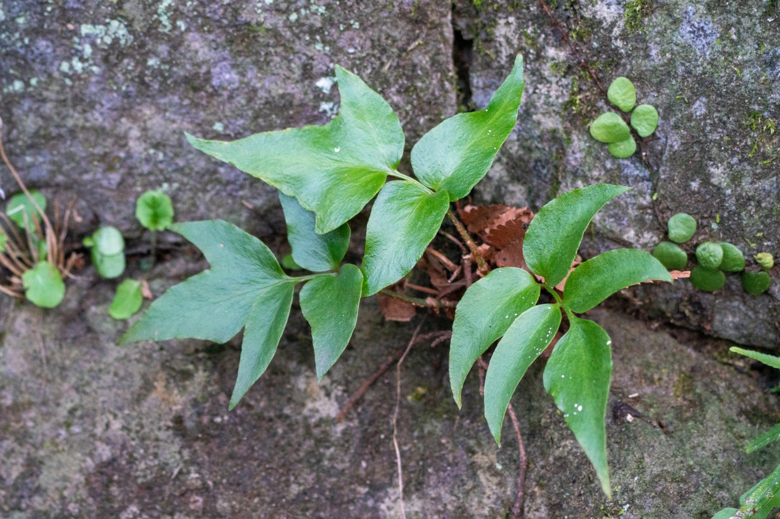 Holly fern