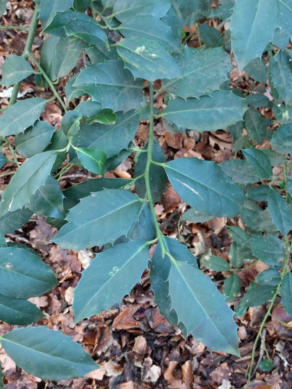 Holly 'Golden King'
