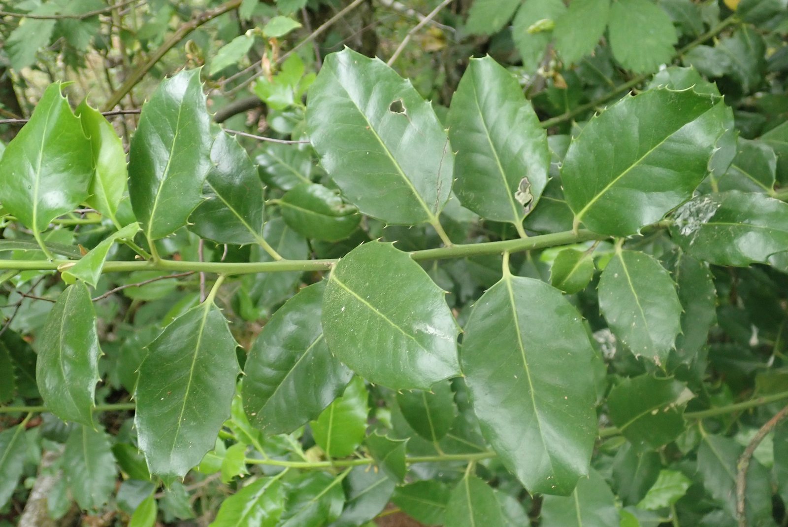 Holly 'Golden King'