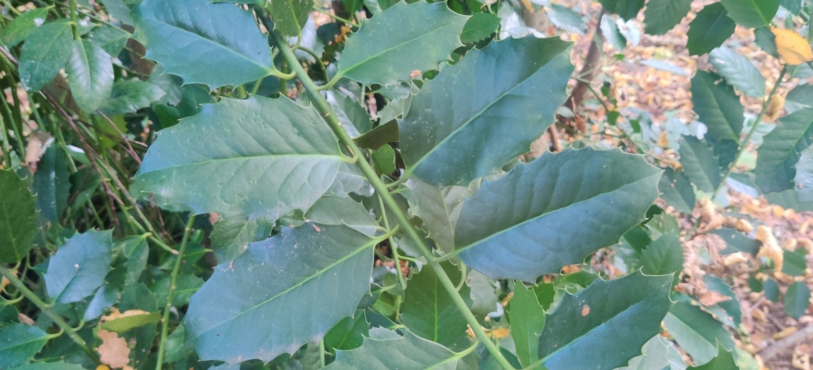Holly 'Golden King'