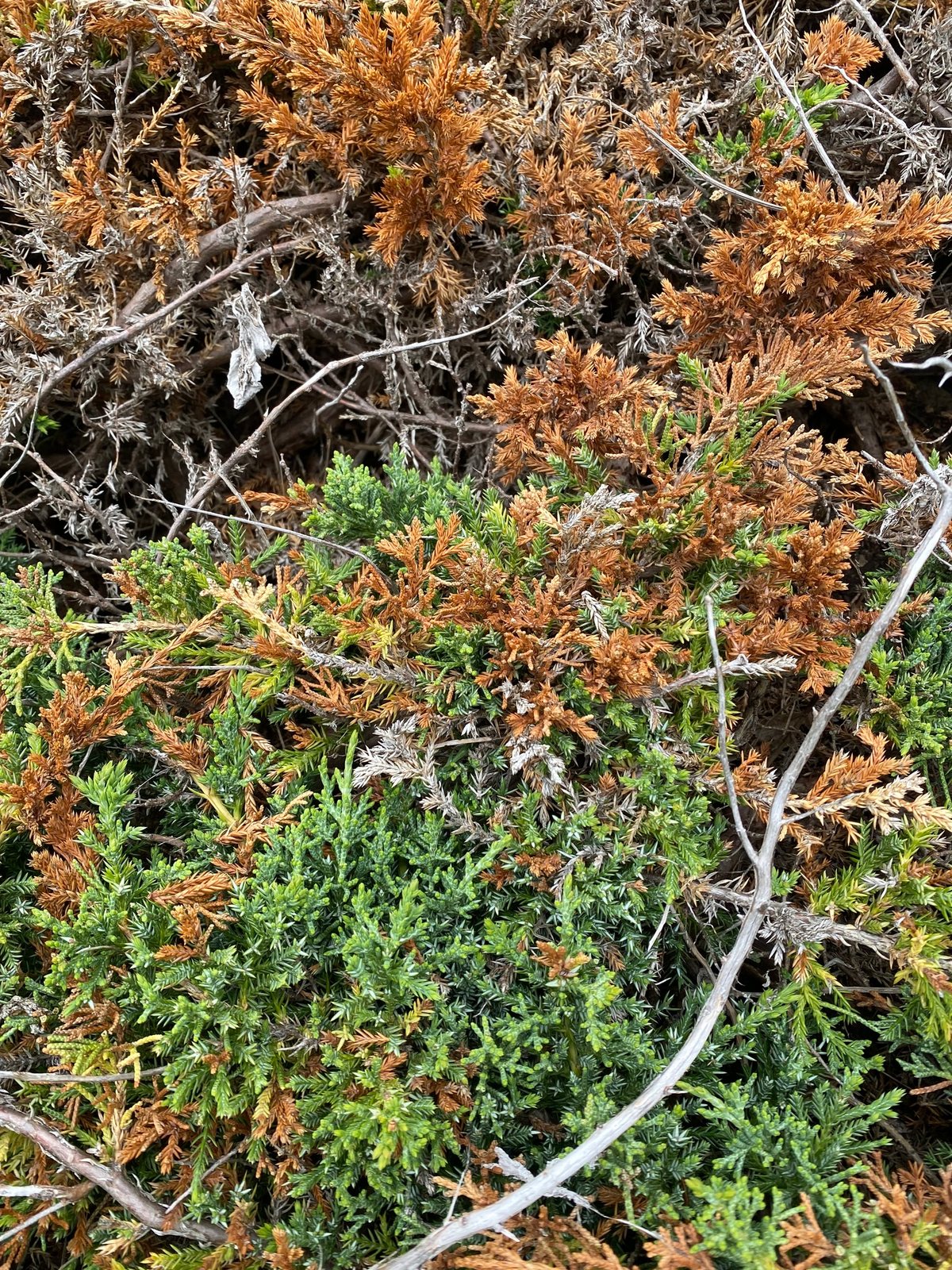 Hollywood juniper
