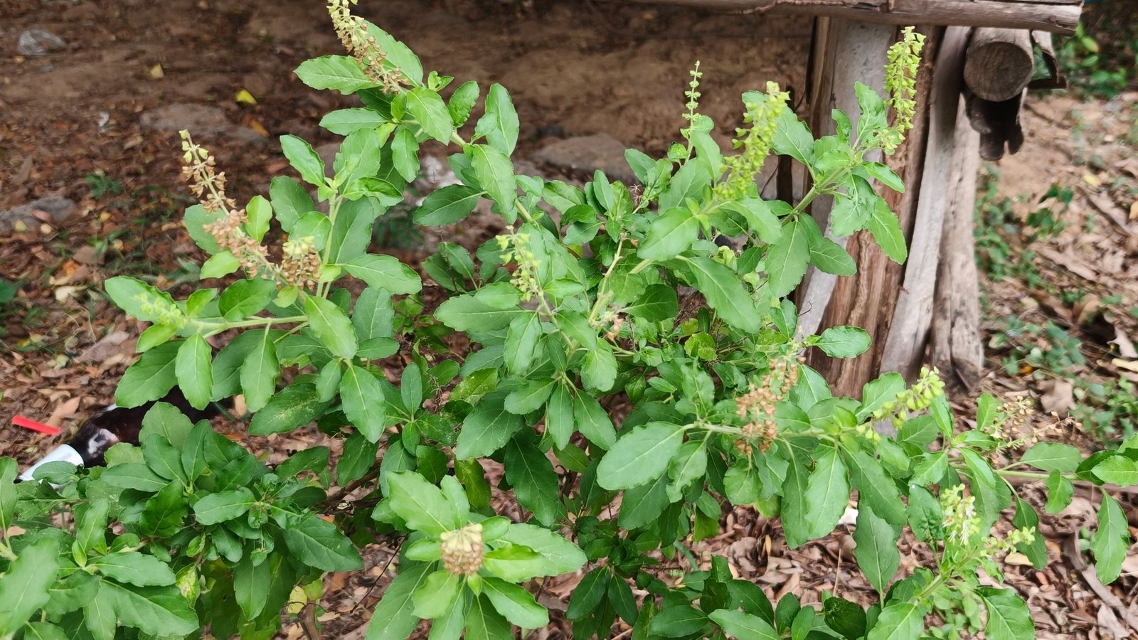 Holy basil (tulsi)