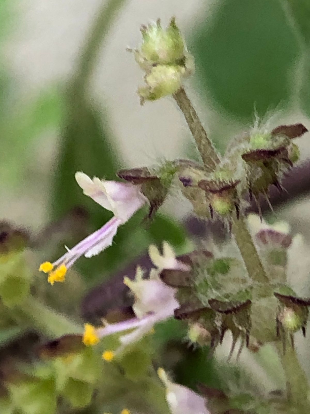 Holy basil (tulsi)