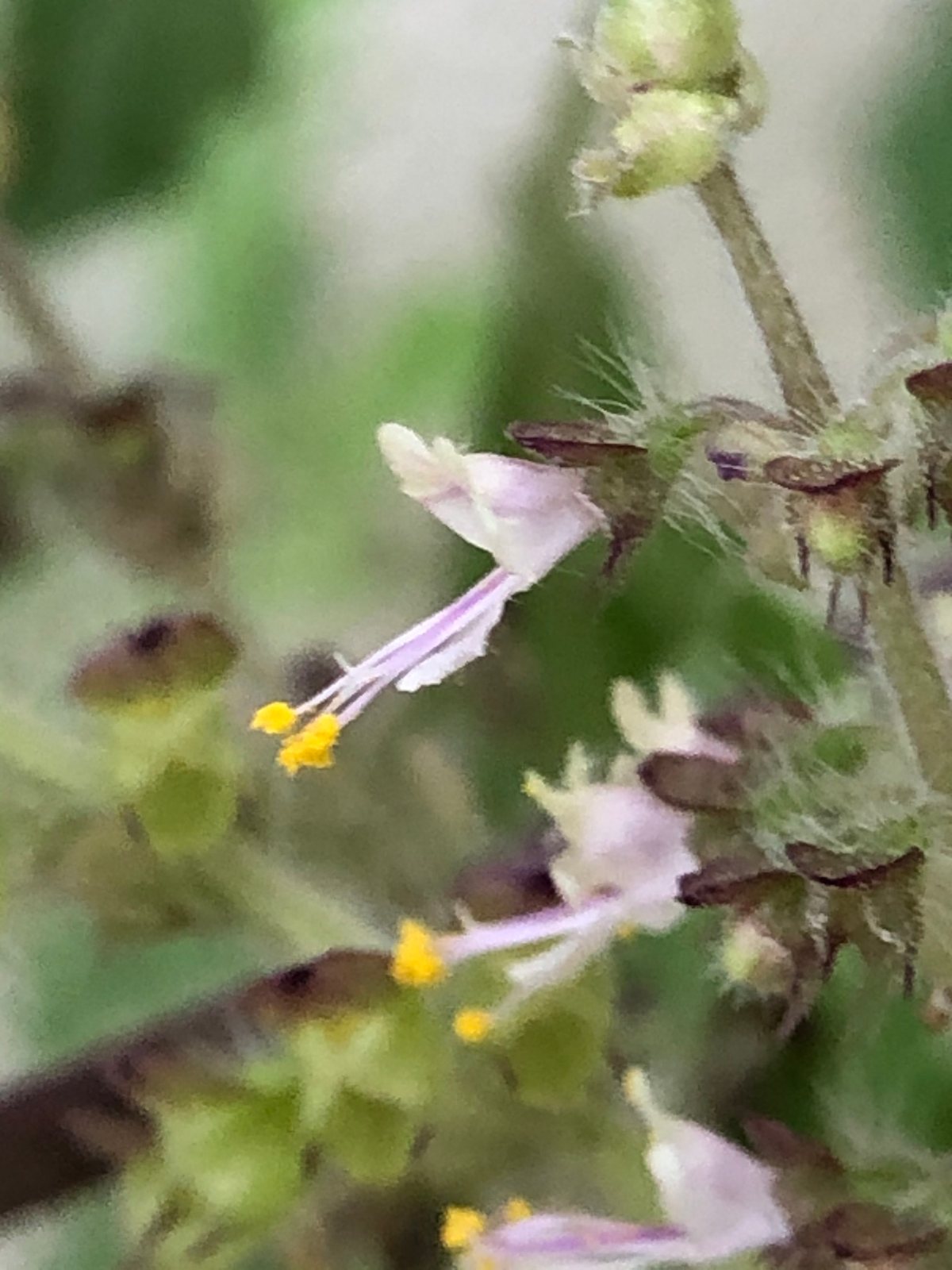 Holy basil (tulsi)
