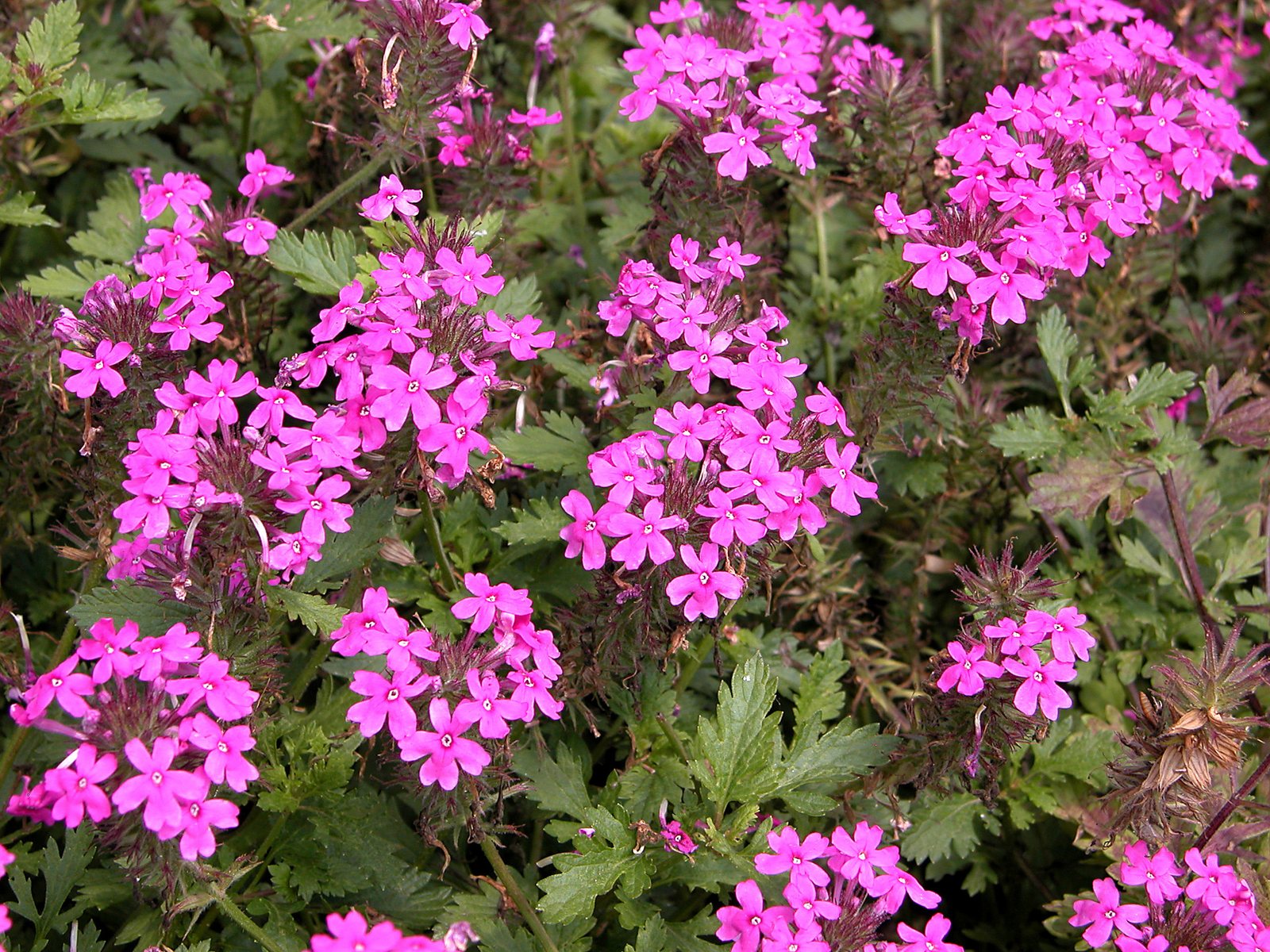 Homestead Purple verbena