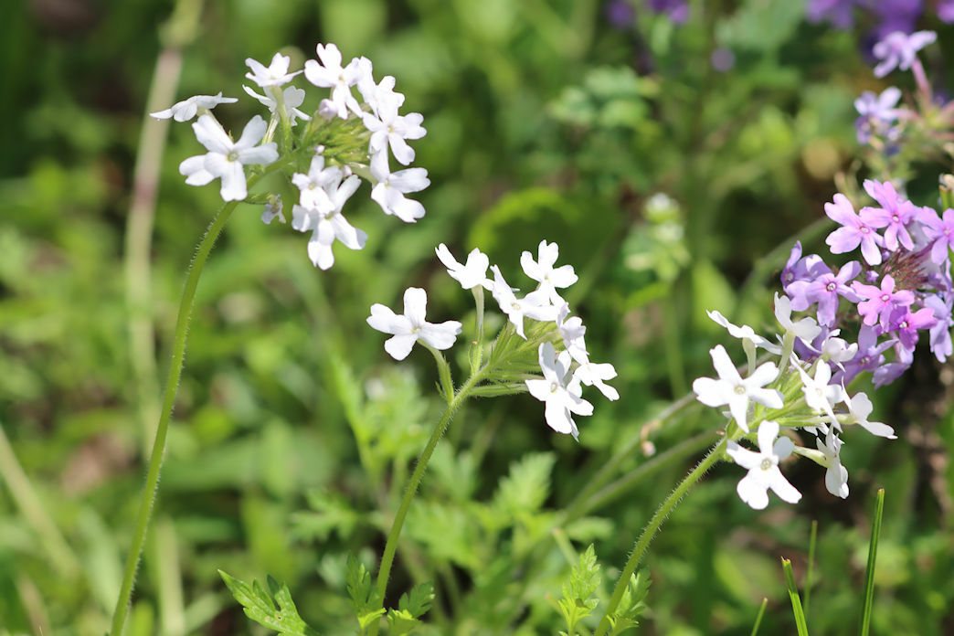 Homestead Purple verbena