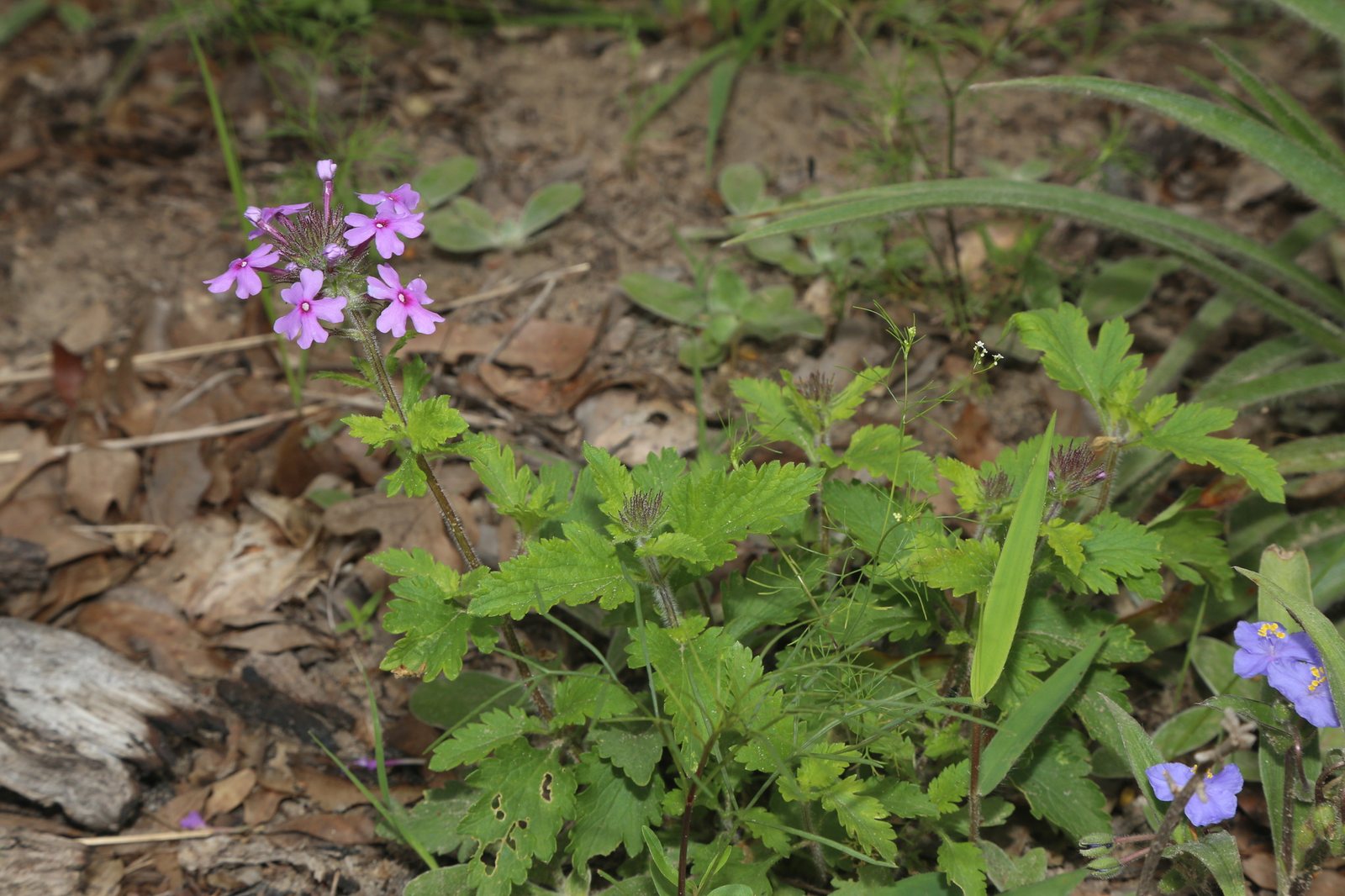 Homestead Purple verbena