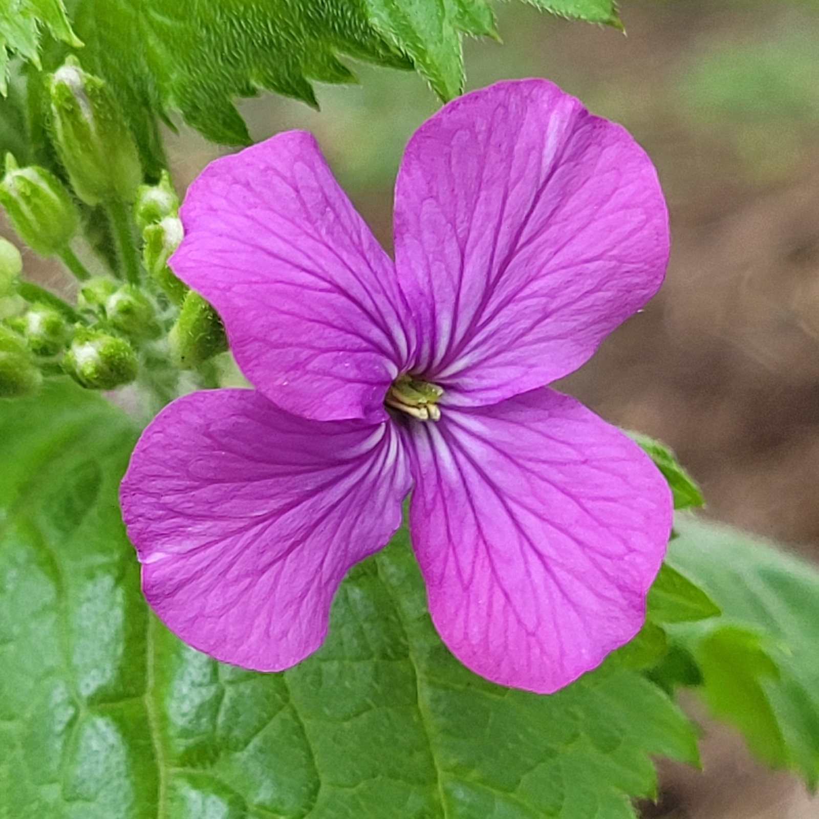 Honesty (money plant)