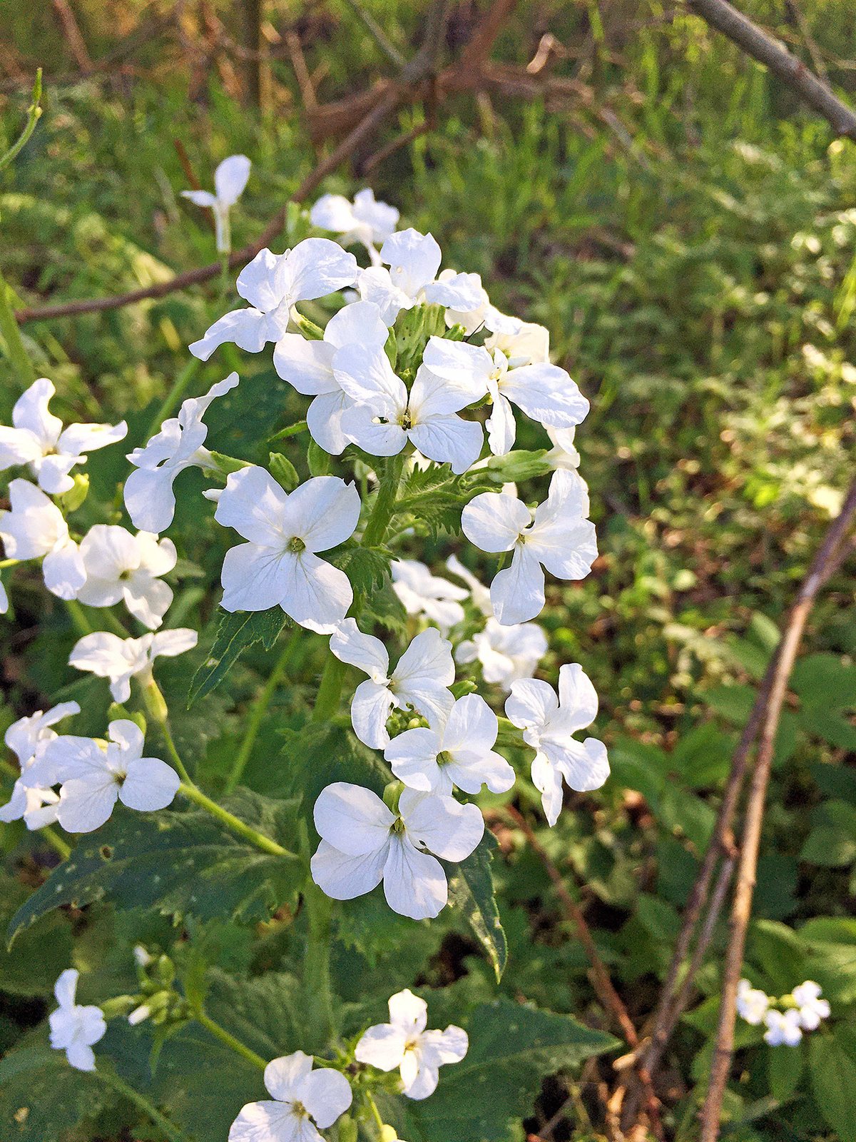 Honesty (money plant)