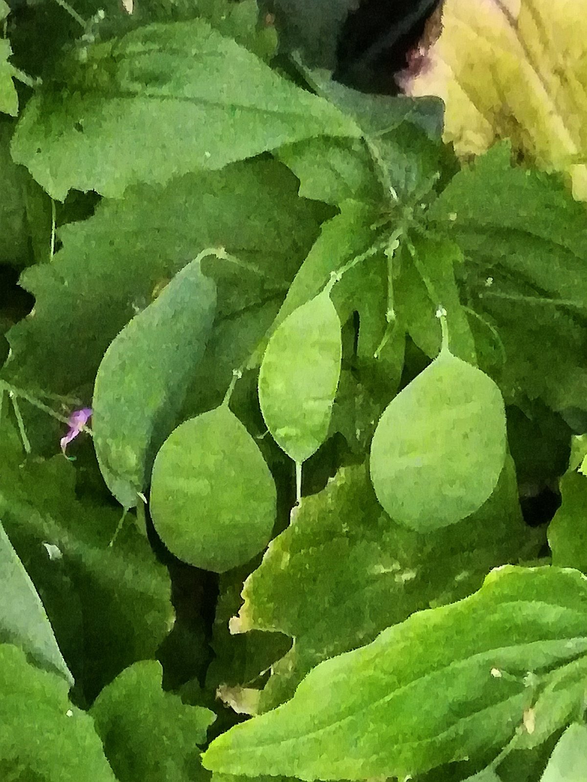 Honesty (money plant)