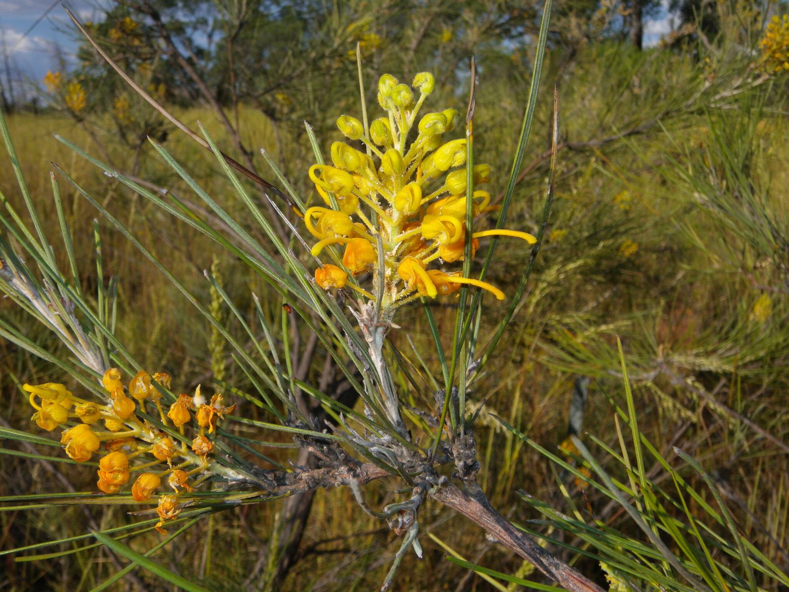 Honey Gem grevillea