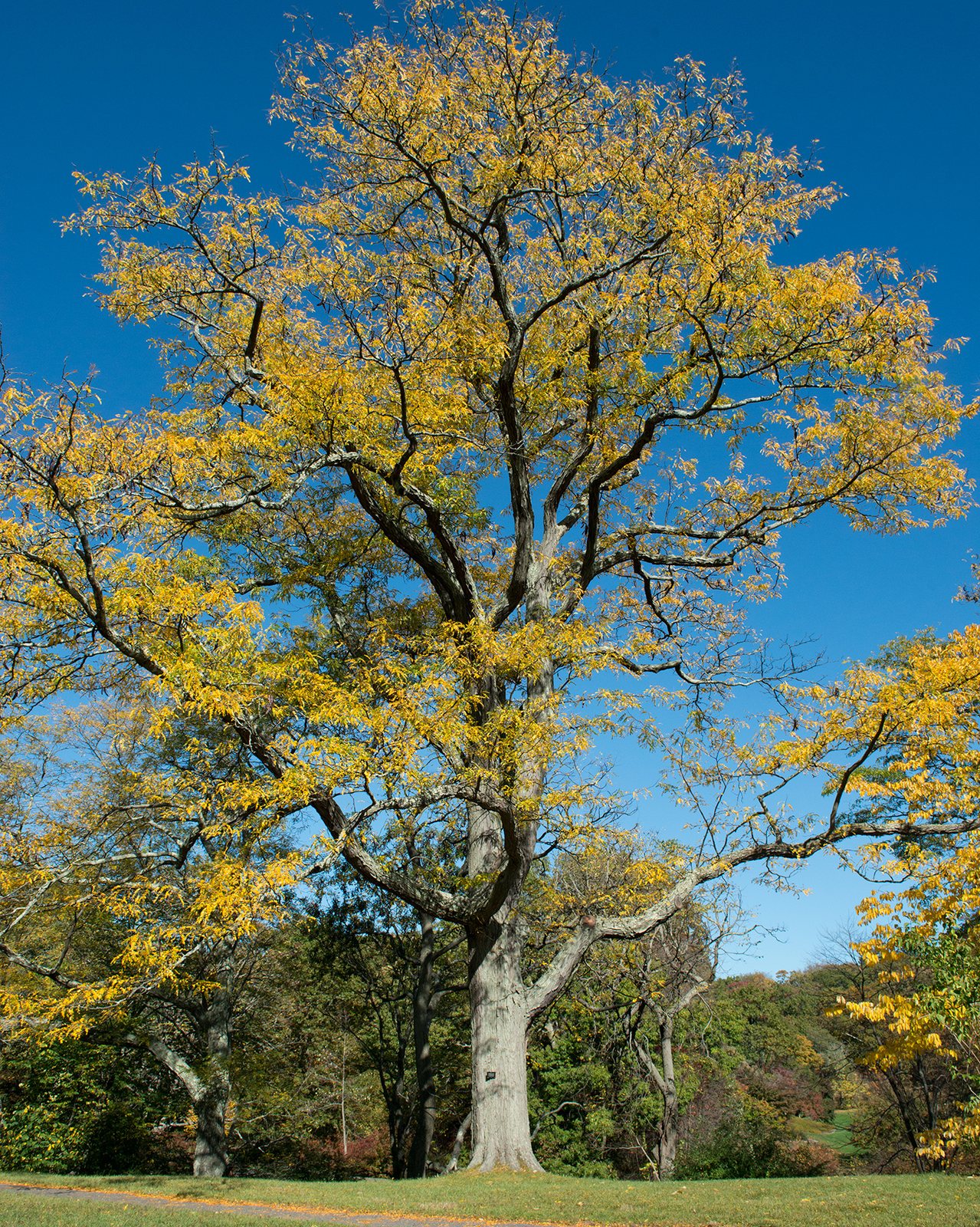 Honey locust 'Sunburst'