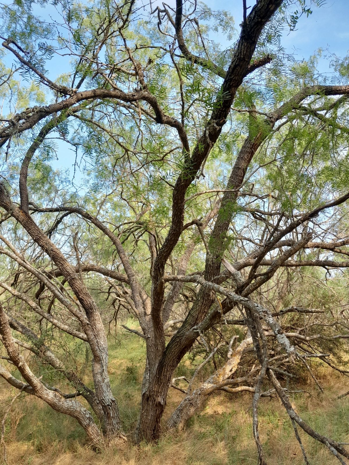 Honey mesquite