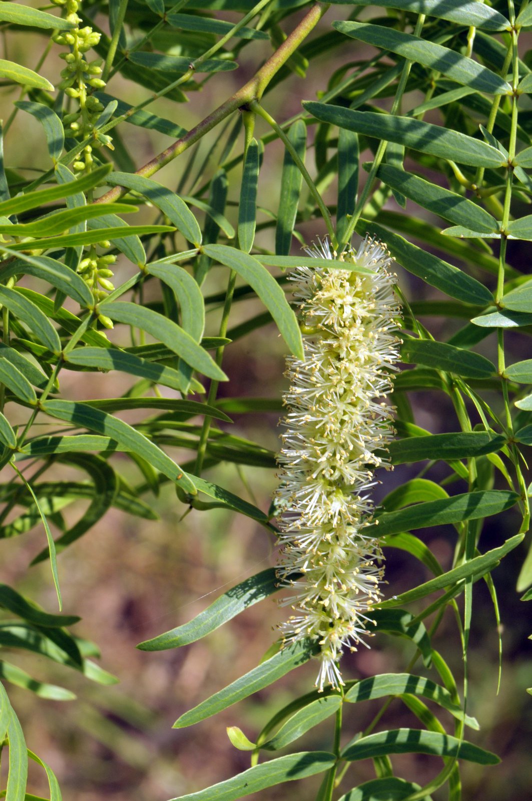 Honey mesquite