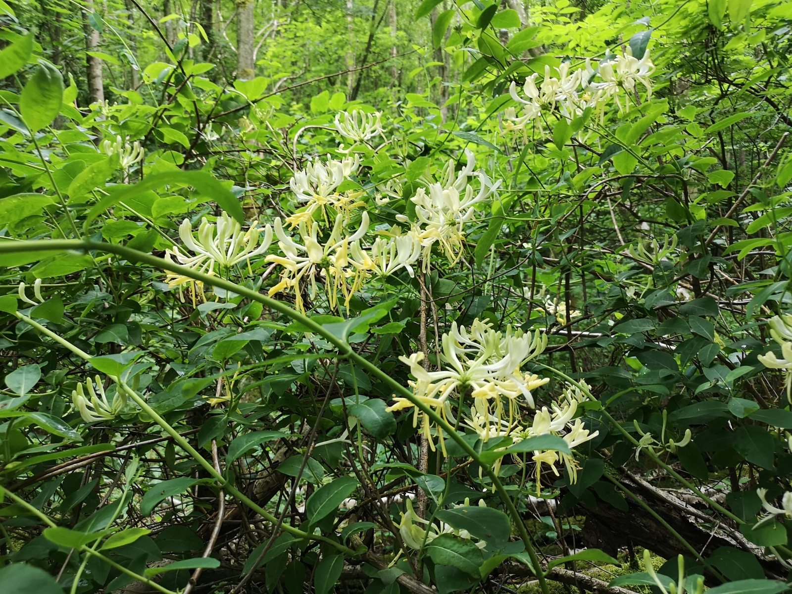 Honeysuckle 'Graham Thomas'