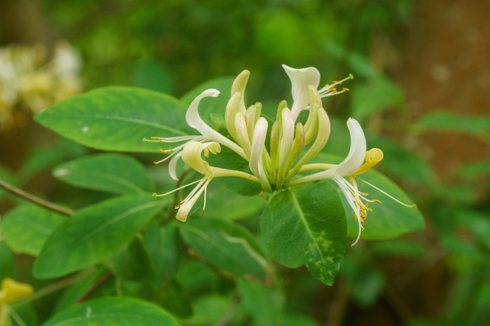 Honeysuckle 'Graham Thomas'