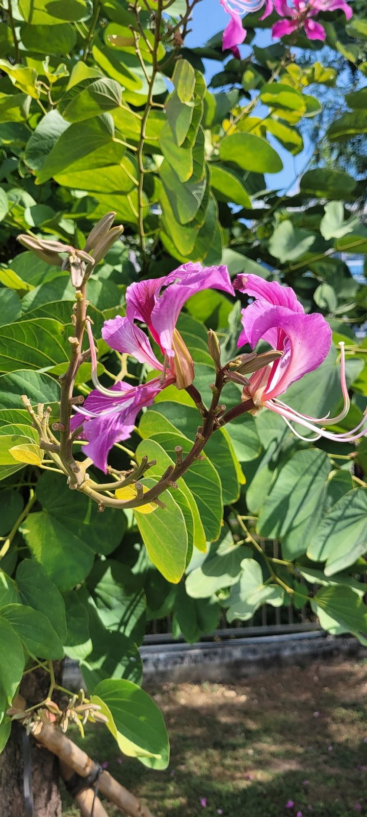 Hong Kong orchid tree