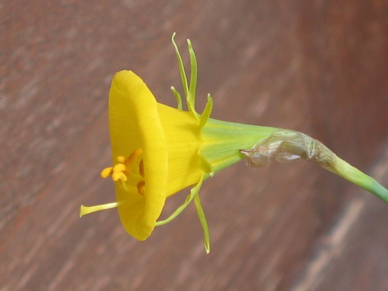 Hoop petticoat daffodil
