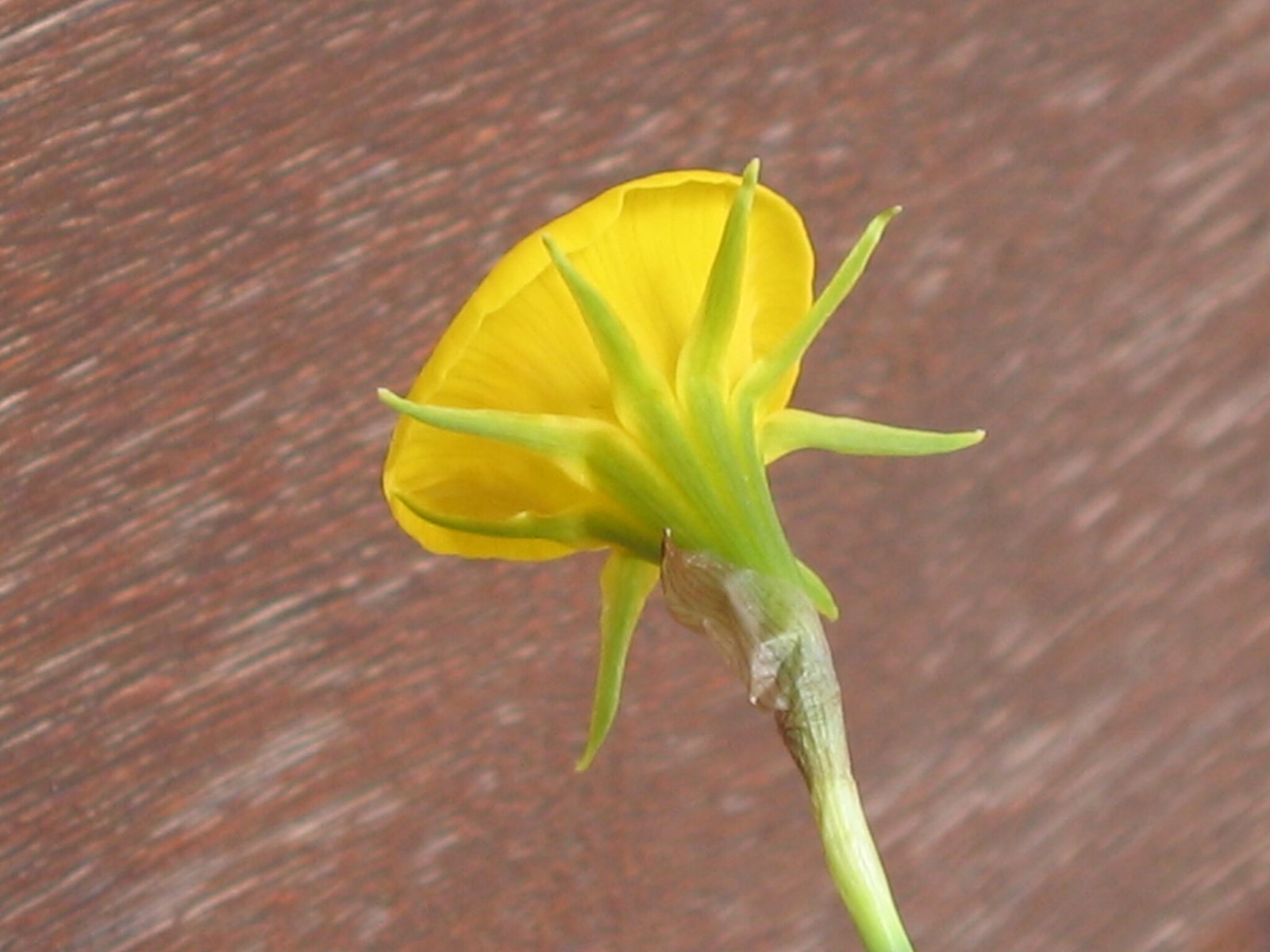 Hoop petticoat daffodil