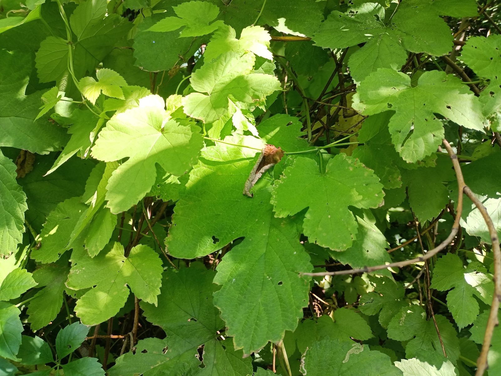 Hop 'Cascade'