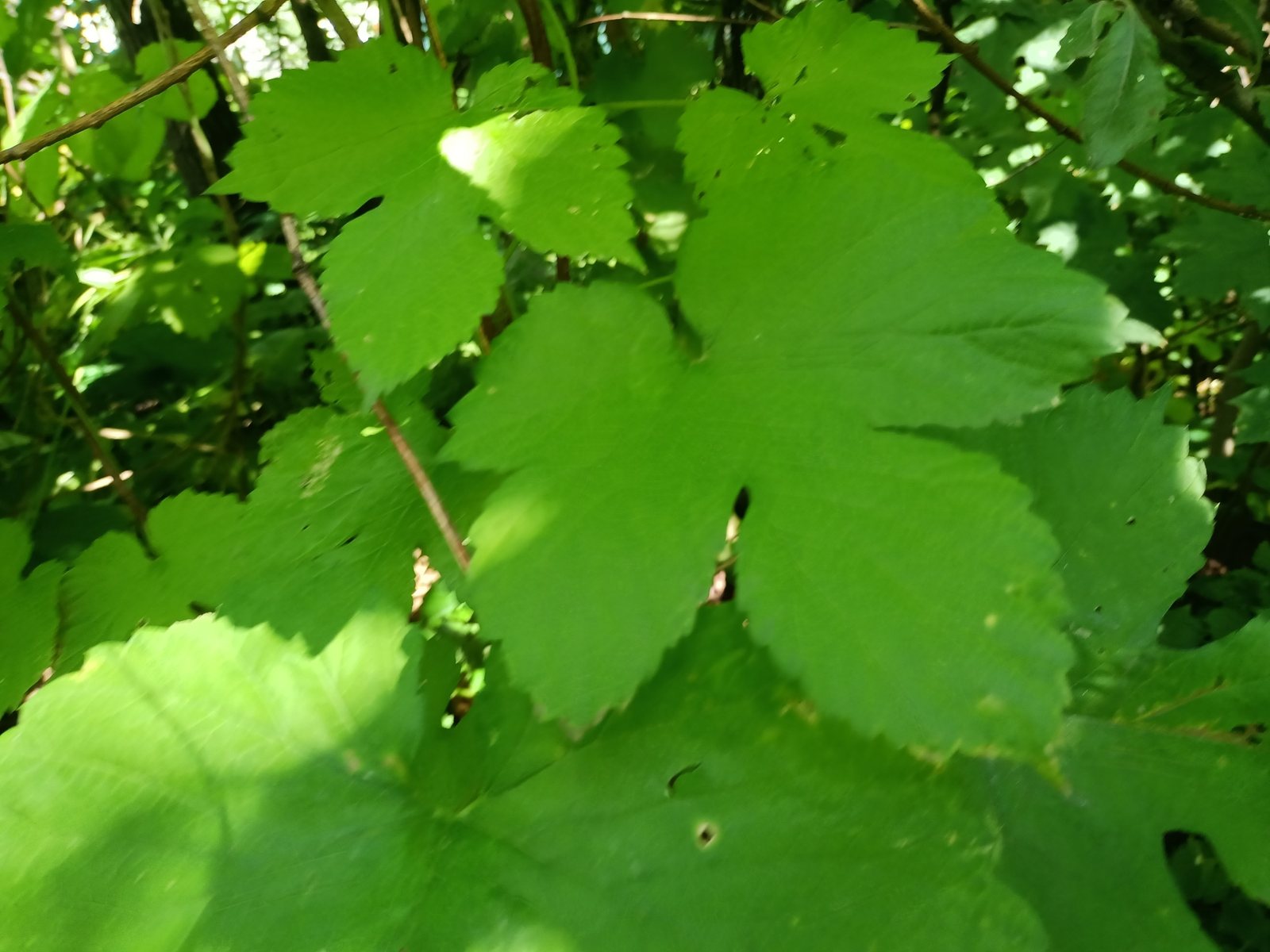 Hop 'Cascade'