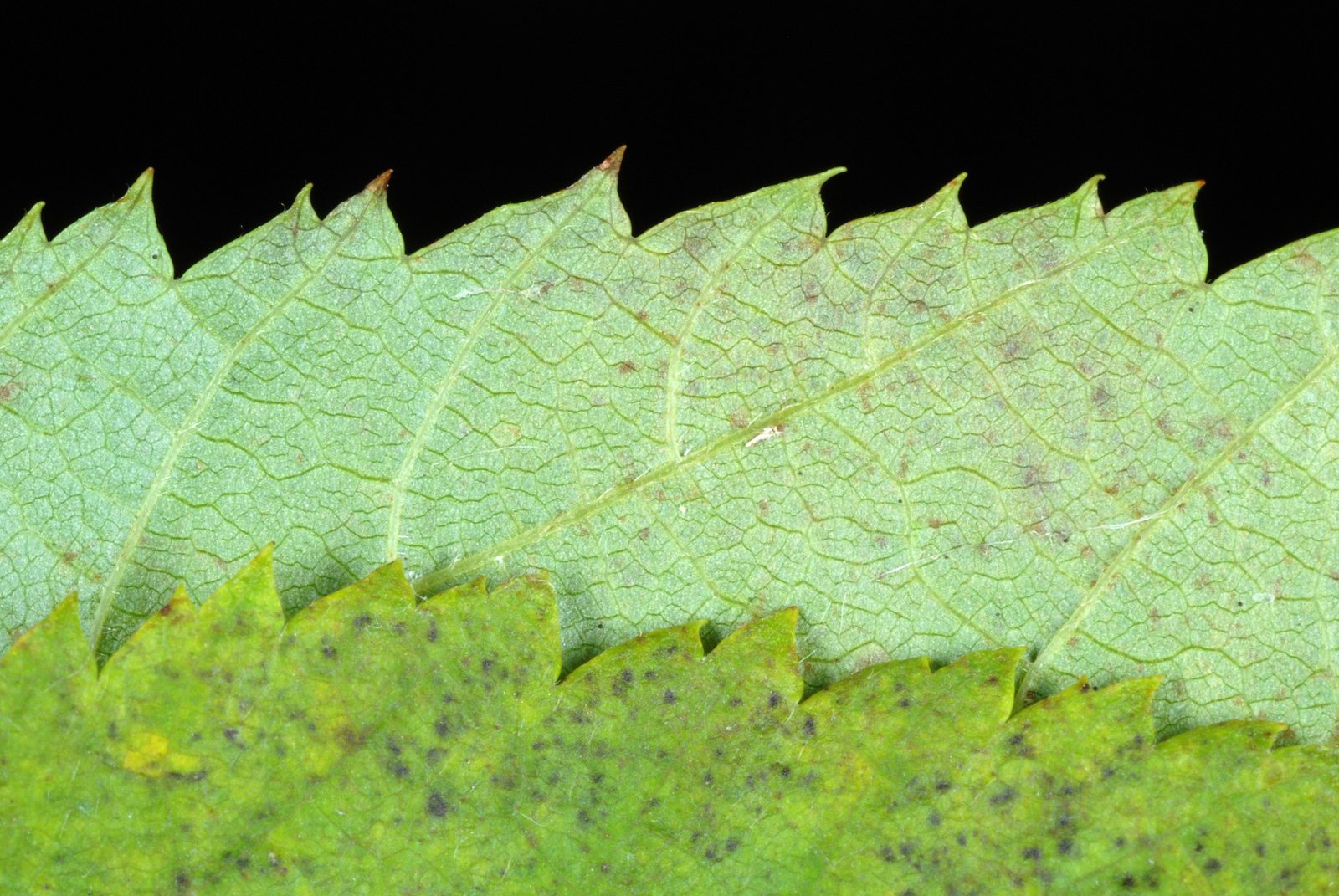 Hophornbeam