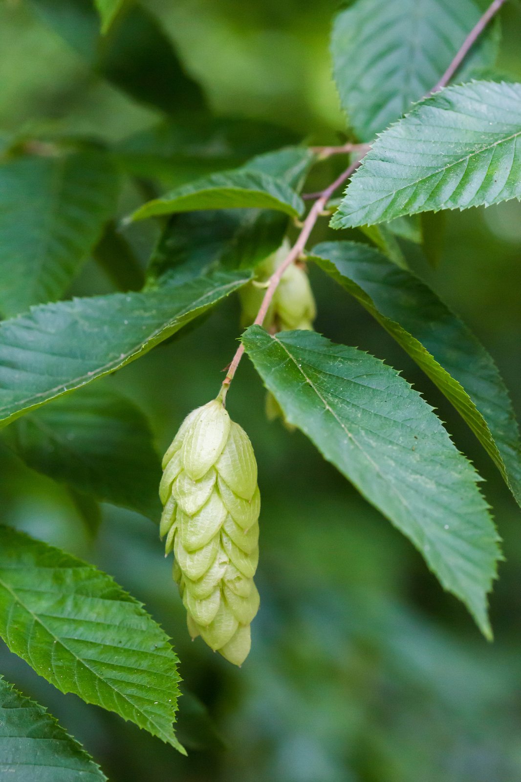 Hophornbeam