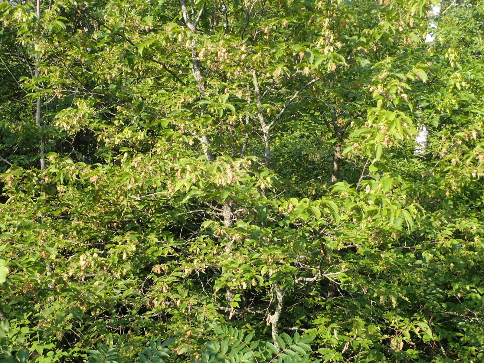 Hophornbeam