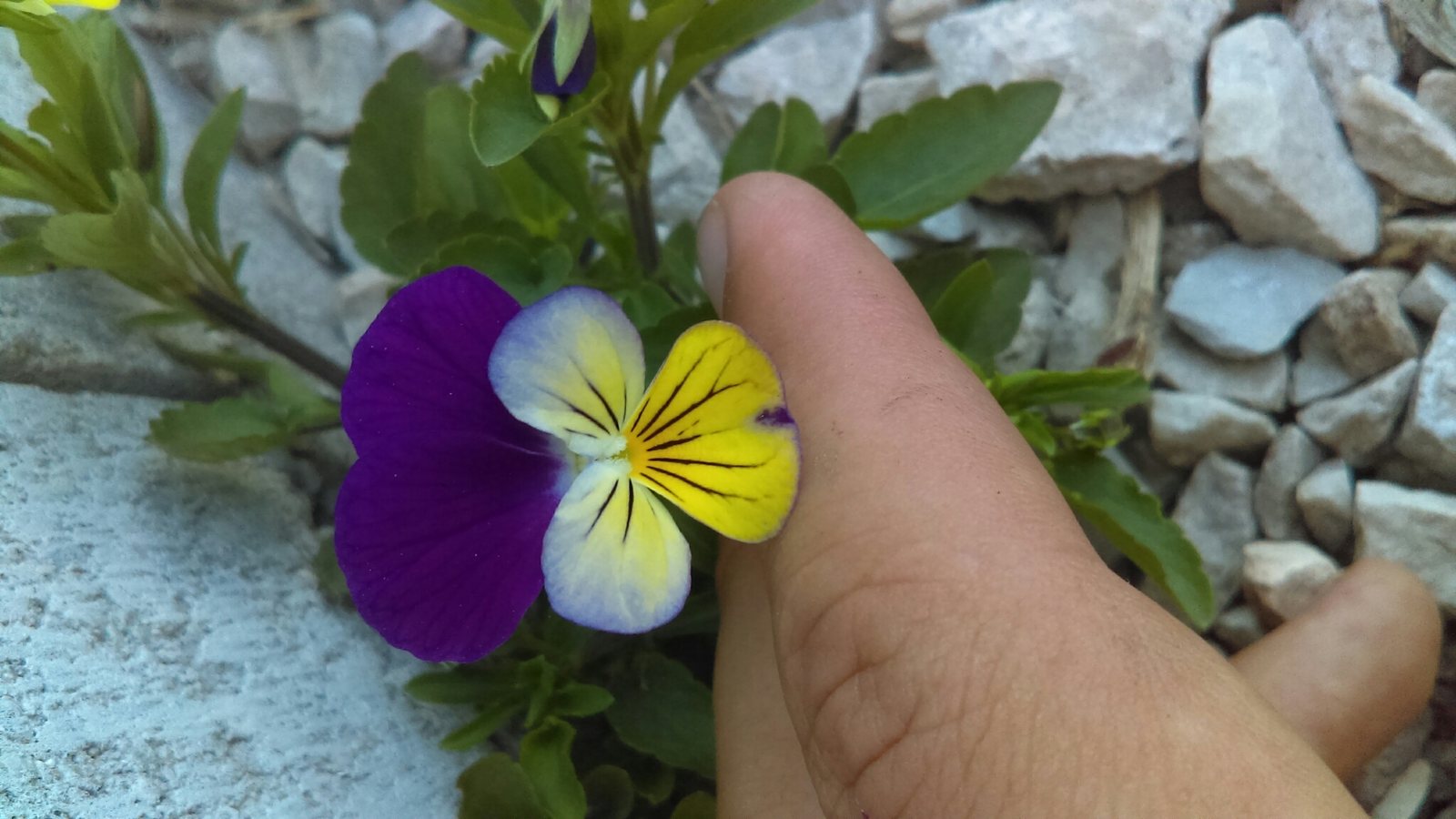 Horned violet