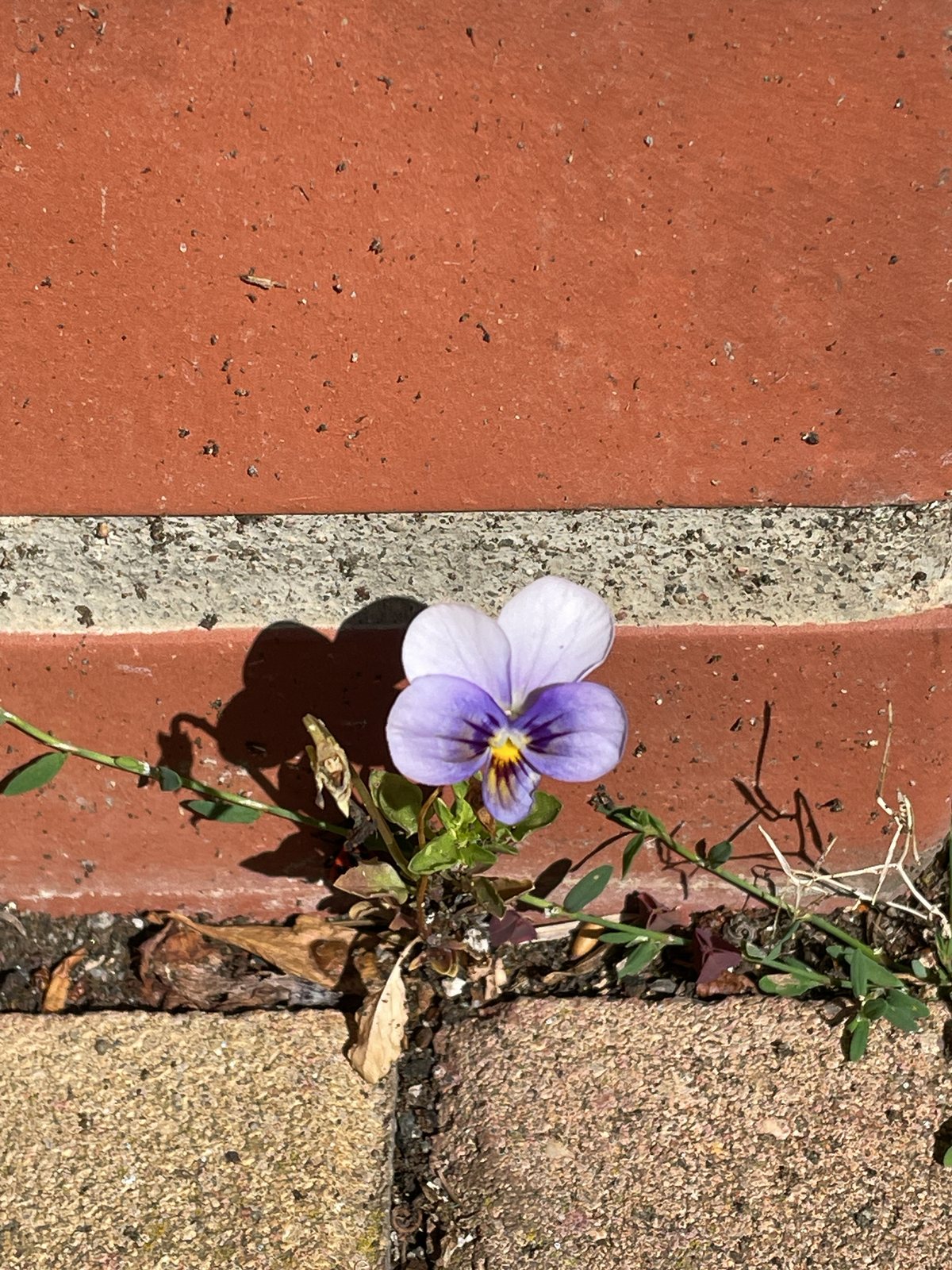 Horned violet