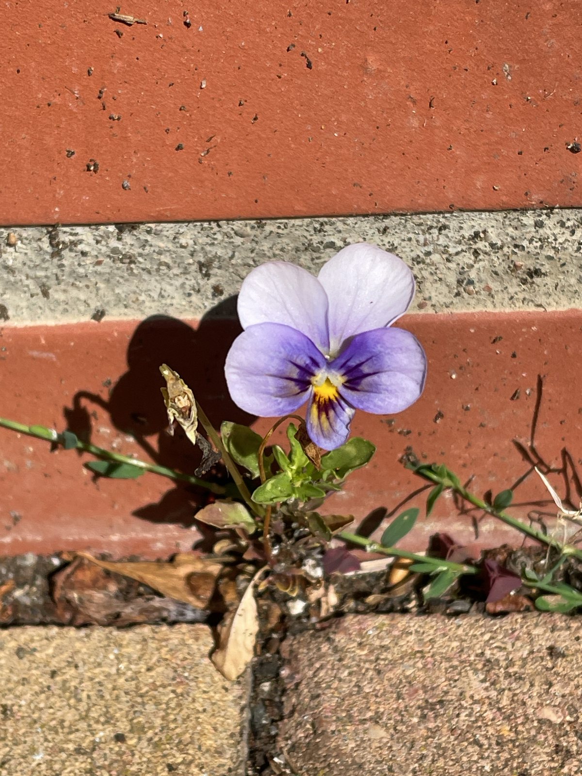 Horned violet