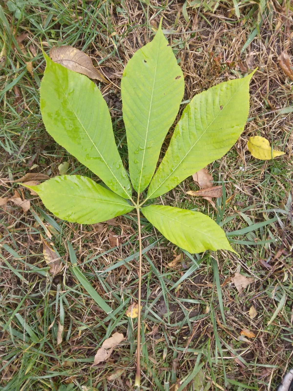 Horse chestnut