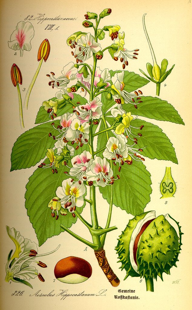 Horse chestnut