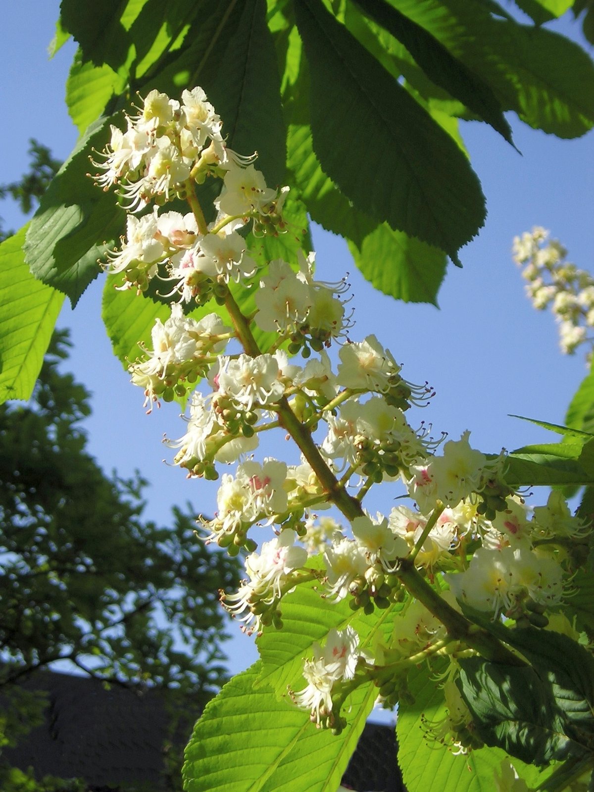 Horse chestnut