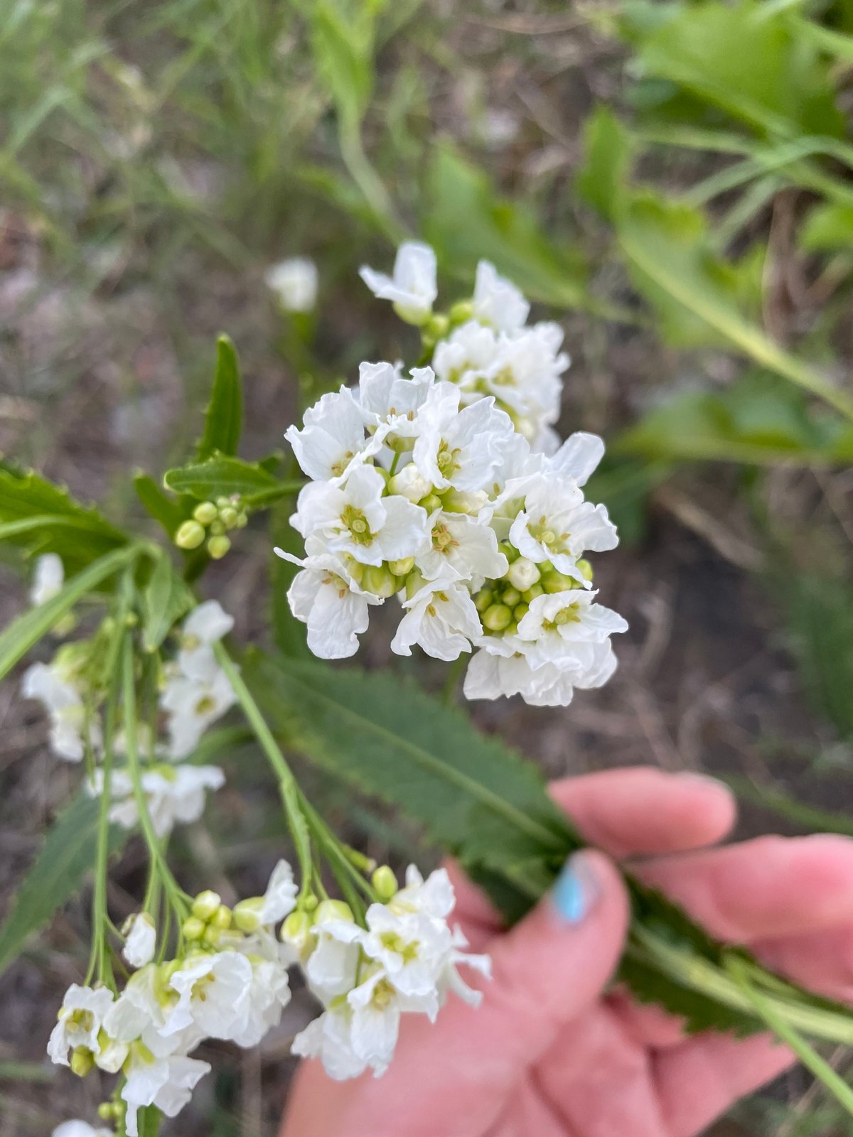 Horseradish