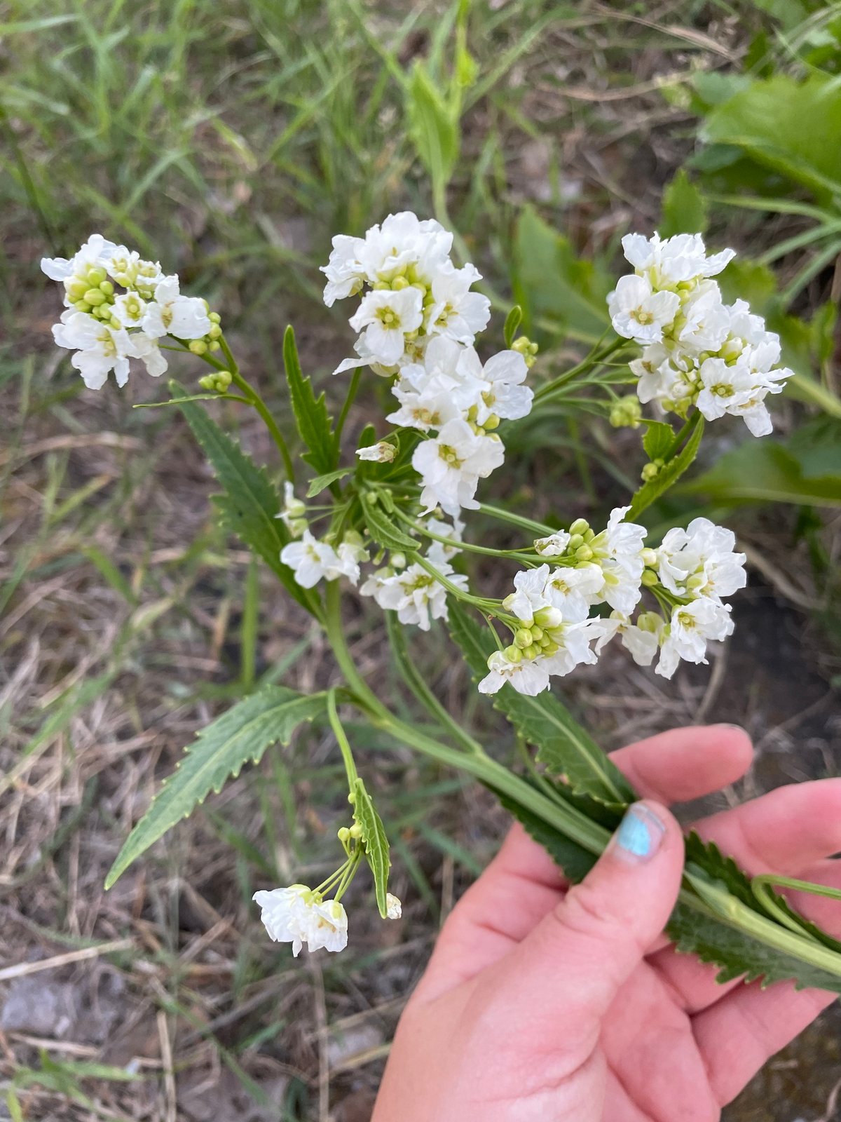 Horseradish