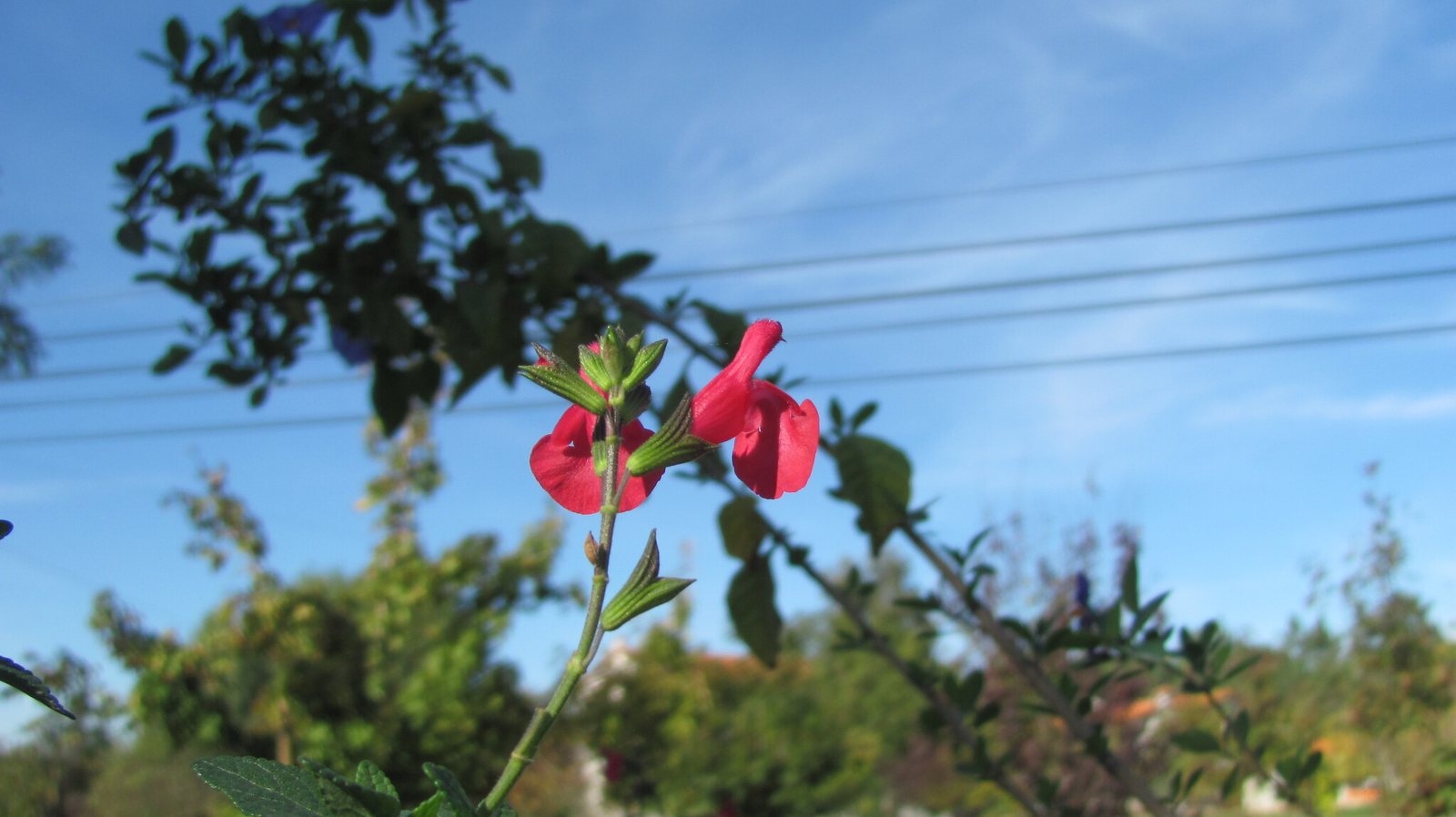 Hot Lips sage