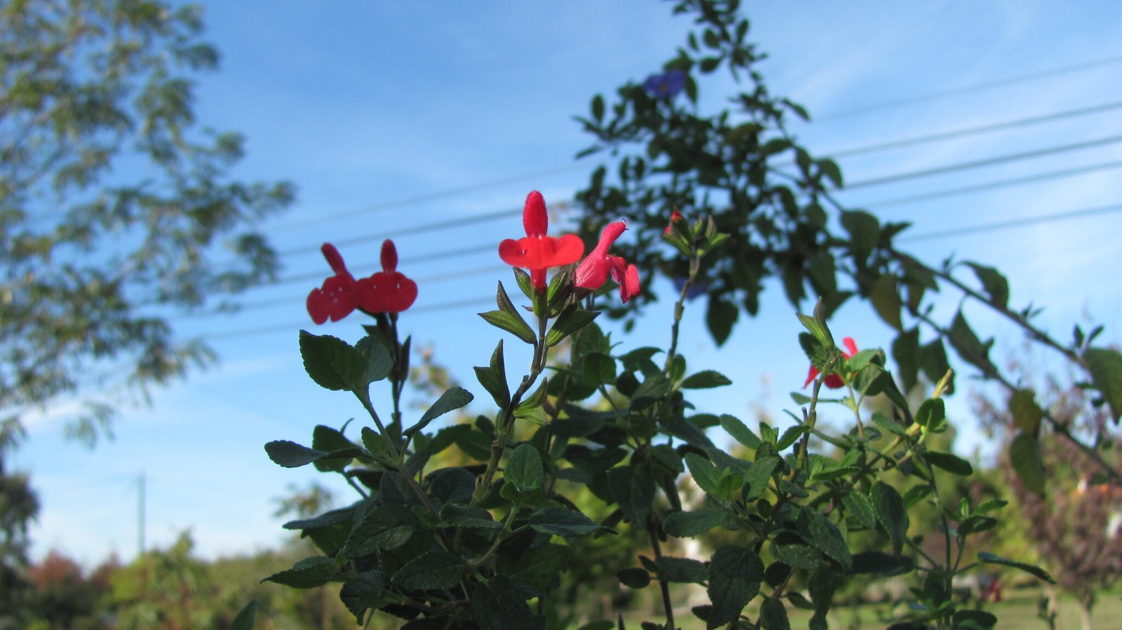 Hot Lips sage