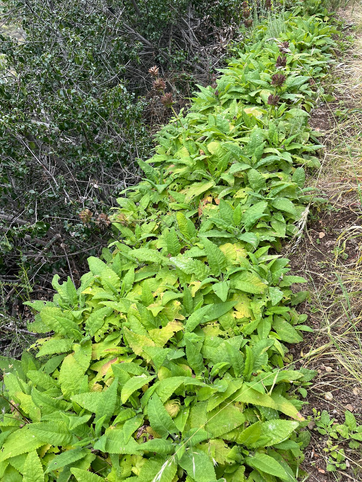 Hummingbird sage