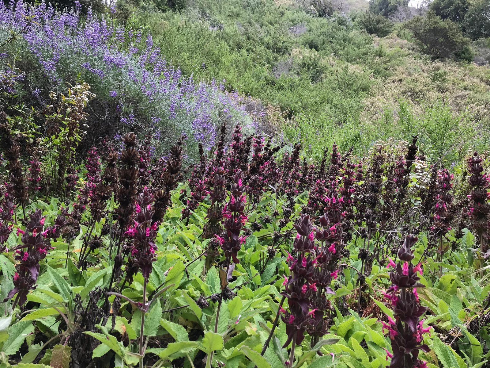 Hummingbird sage