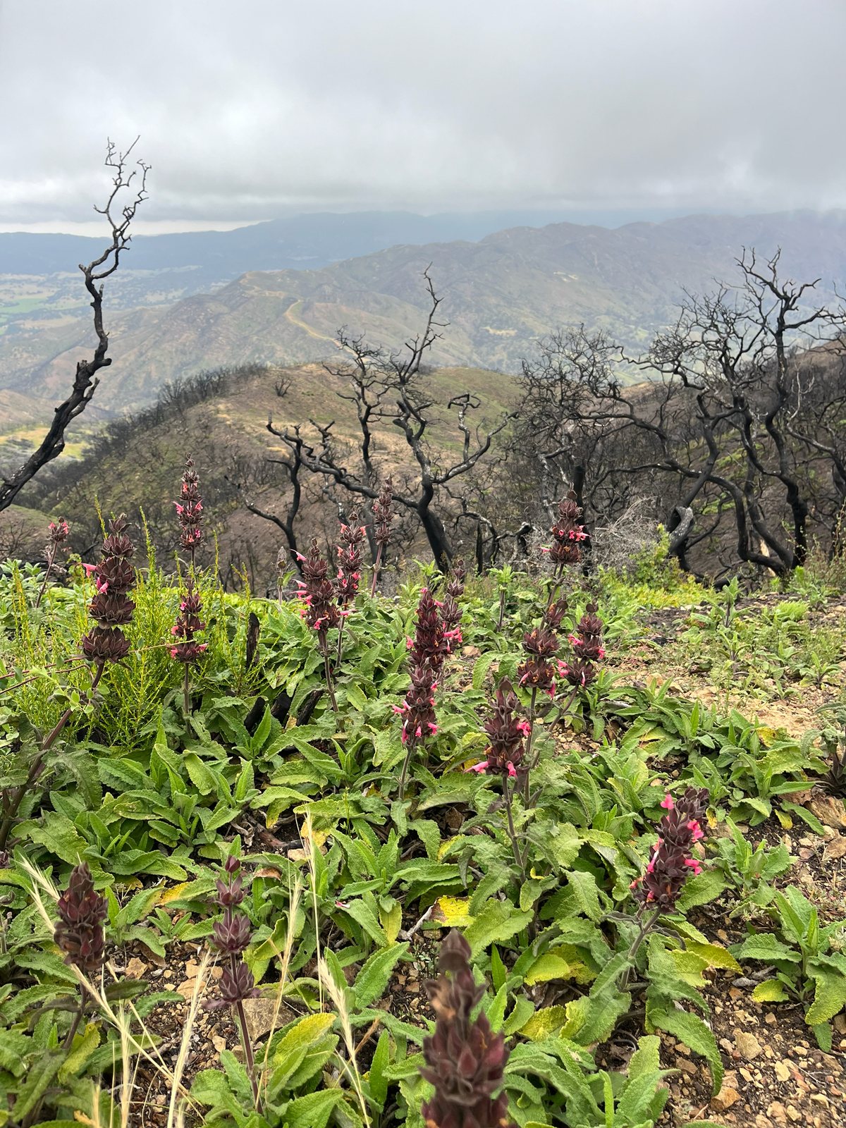 Hummingbird sage